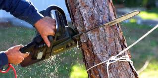 Best Storm Damage Tree Cleanup  in Harbor Isle, NY