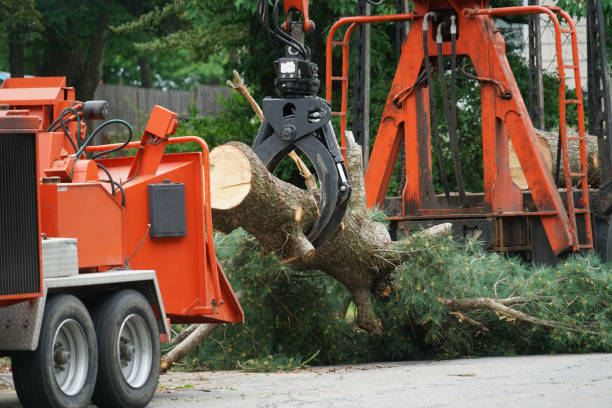 Best Tree Health Inspection  in Harbor Isle, NY