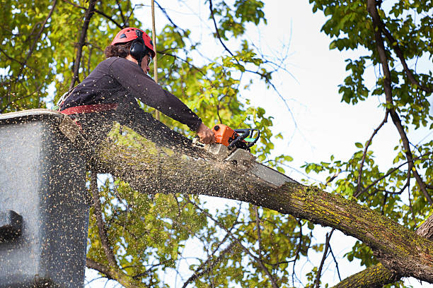 Best Tree Preservation Services  in Harbor Isle, NY